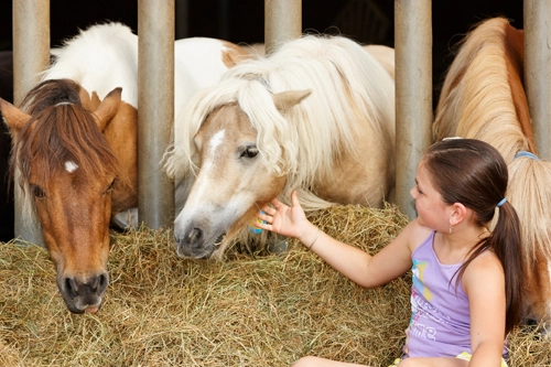PonyparkCity Giant Stable Kinderen Ouders Gezin Pony Ponys Shetlander Welsh Pony Shetland Pony Aaien